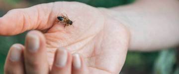 Tips for treating bites and stings this summer